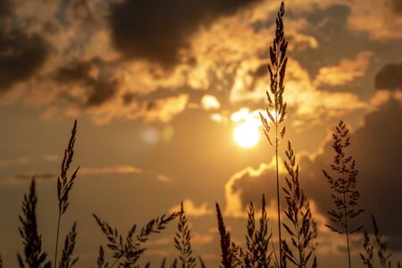 Grass background on the summer sunset . Bright natural bokeh. Soft focus. Abstract nature background
