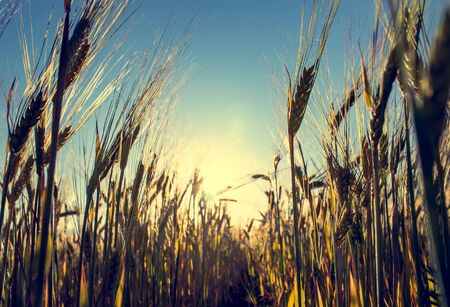 Wheat field at sunset. Beautiful evening landscape with spikelets. Spikelets of wheat close-up. View...