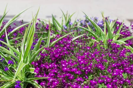 Flowerbed with summer flowers. Summer background.