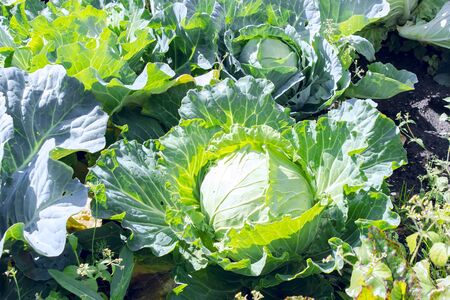 Close up of a beautiful green cabbage in a garden. Vegetarian food.