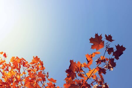 Autumn maple leaves on blue sky background.の写真素材