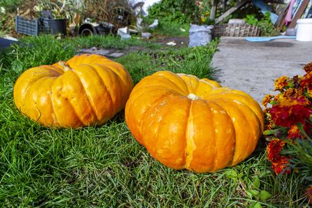 Large orange pumpkins in the garden on green grass.の写真素材