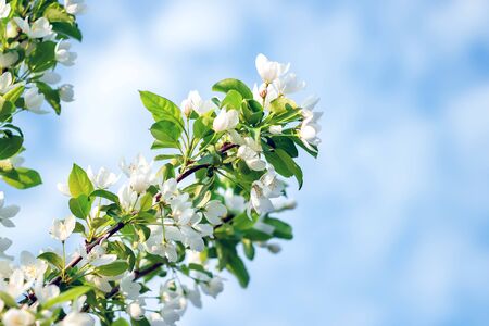 Apple tree flowers in spring on a sunny day. Spring landscape