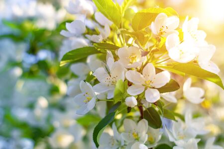 Apple tree flowers in spring on a sunny day. Spring landscapeの写真素材