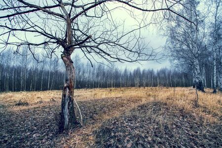Old lonely dry tree without leaves in a field with dry gray grass.の写真素材