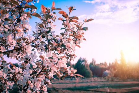 Apple tree flowers in spring on a sunny day. Spring landscape