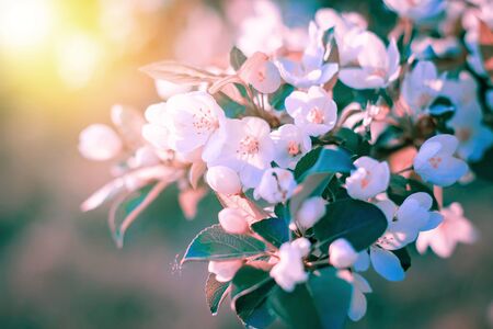 Apple tree flowers in spring on a sunny day. Spring landscapeの写真素材