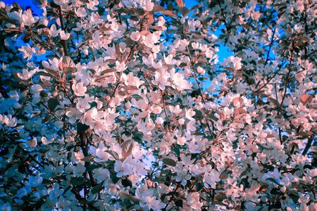 Apple tree flowers in spring on a sunny day. Spring landscapeの写真素材