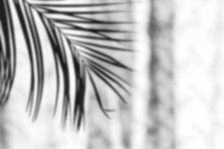 shadow of palm leaves on a white wallの写真素材