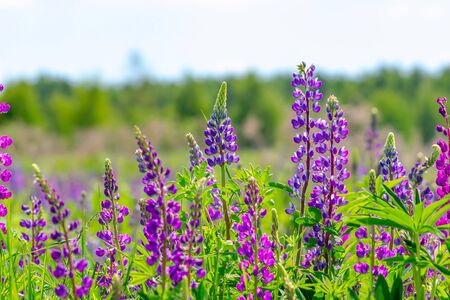 Lupinus field with pink purple and blue flowers in sunny day. A field of lupines. Spring background.の写真素材