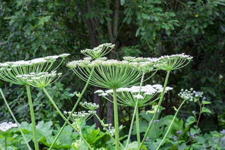 Close up of a poisonous giant hogweed plants