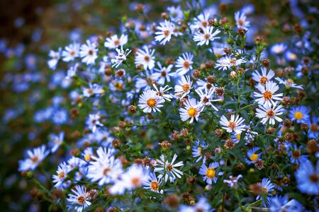 Vibrant bright purple daisy flowers.の写真素材