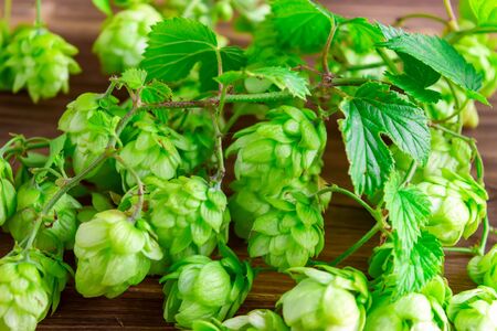 Fresh green hops on a wooden table