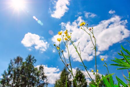 Yellow wildflowers against blue sky with cloudsの写真素材