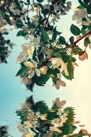 Flowers apple above water in spring timeの写真素材