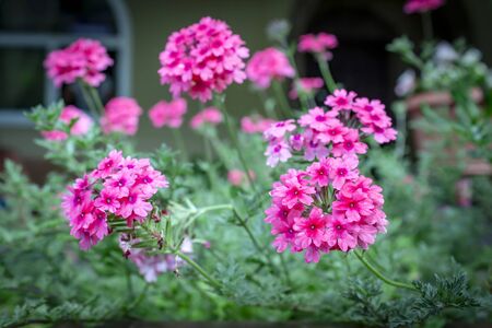 A natural blooming pink flowers in gardenの写真素材