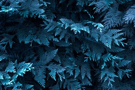 Thuja branches in a blue tint. Beautiful abstract backgroundの写真素材