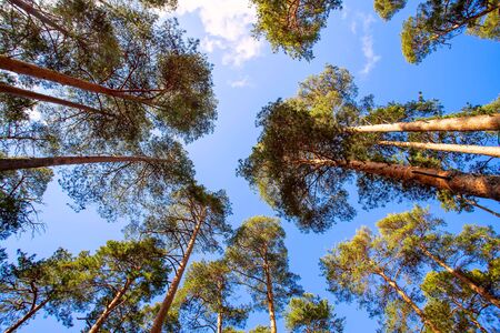 Crowns of pines against the blue sky