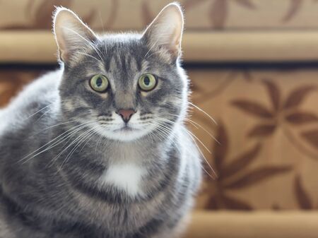 Gray cat lies on the floor and looks forward