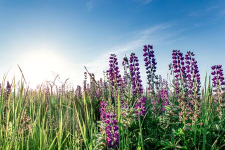 A field of lupines. Violet and pink lupin in meadow. Colorful bunch of lupines summer flower background or greeting card. Summer meadow with blooming lupins.の写真素材