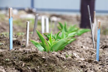 Young garden green Tulips leaves in spring, green Tulip leaves close-up.の写真素材