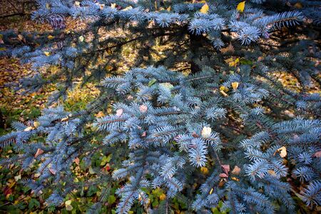 Blue spruce branch on a background of autumn leavesの写真素材