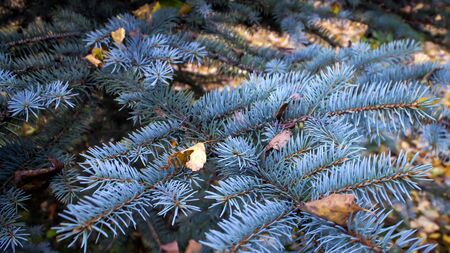 Blue spruce branch on a background of autumn leavesの写真素材