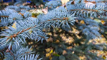 Blue spruce branch on a background of autumn leavesの写真素材