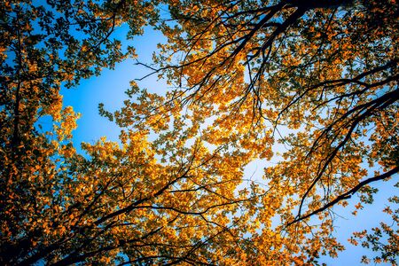 Crowns of autumn trees against the blue sky. Colorful background. Fall season.の写真素材