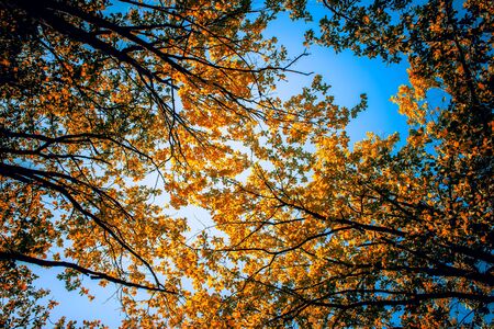 Crowns of autumn trees against the blue sky. Colorful background. Fall season.の写真素材