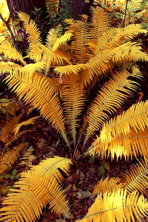 Fresh fern leaves in summer forest.の写真素材