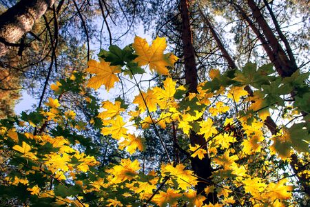 Yellow maple leaves in autumn sunny morning on blue sky backgroundの写真素材