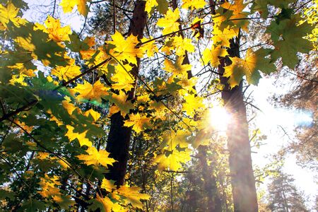 Yellow maple leaves in autumn sunny morning on blue sky backgroundの写真素材