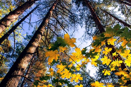Yellow maple leaves in autumn sunny morning on blue sky backgroundの写真素材