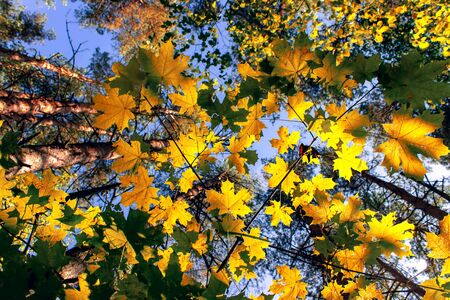 Yellow maple leaves in autumn sunny morning on blue sky backgroundの写真素材