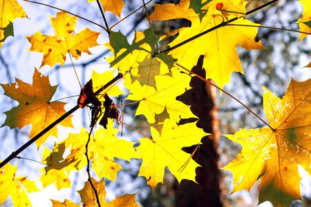 Yellow maple leaves in autumn sunny morning on blue sky backgroundの写真素材