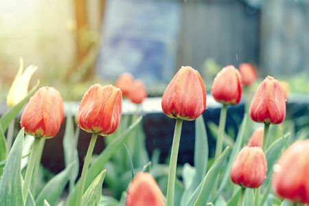 Saturrated red tulips that grow in the gardenの写真素材