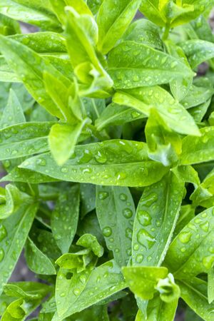 Tiny green leaves spring and summer backgroundの写真素材