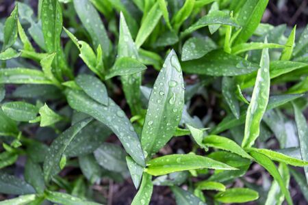 Tiny green leaves spring and summer backgroundの写真素材