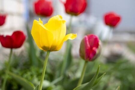 Yellow tulip on a background of red tulips growing in the gardenの写真素材