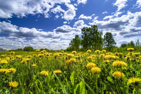 Yellow dandelions hill under blue cloudy sky in the spring timeの写真素材