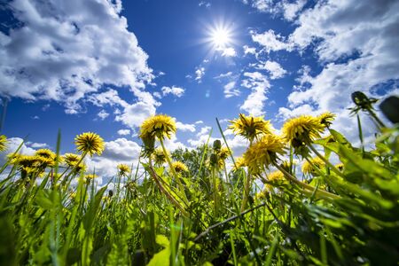 Yellow dandelions hill under blue cloudy sky in the spring timeの写真素材