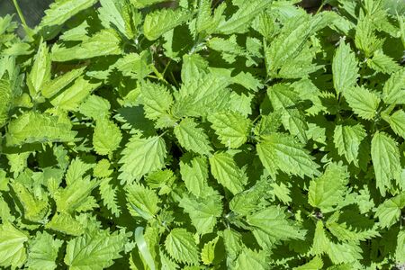 Fresh nettle leaves. Medicinal plant. Green leaves backgroundの写真素材