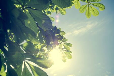 Green leaves of a chestnut tree against a blue sky. Summer backgroundの写真素材