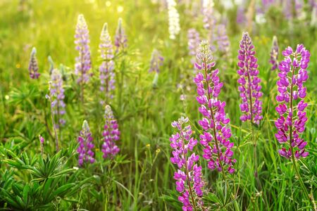 Lupins in the field at sunset. Summer sunset with flowers in the fieldの写真素材