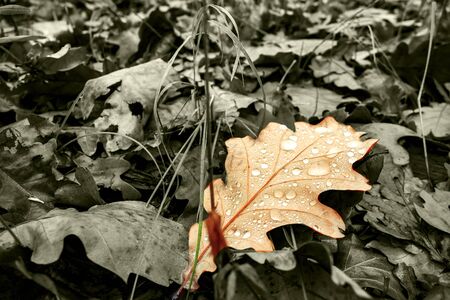 Dry oak leaves on the ground in a beautiful autumn forest. Top viewの写真素材