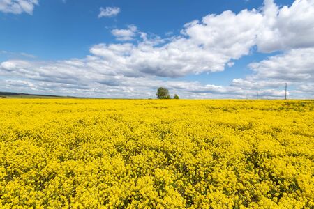 Blooming field of yellow rapeseed against the blue sky.の写真素材