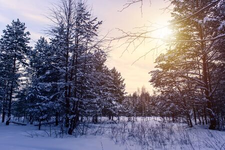 Beautiful winter landscape with snow covered treesの写真素材