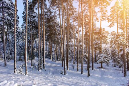 Beautiful winter landscape with snow covered treesの写真素材