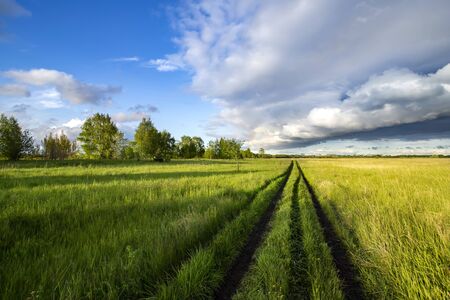 Road in the field among green grass and beautiful sky in the eveningの写真素材